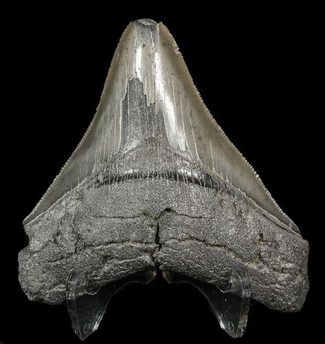 Serrated, Fossil Megalodon Tooth - South Carolina #51083